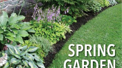 Photo of Caring for garden plants in spring