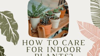 Photo of Caring for Indoor Flowering Plants: [Humidity, Pruning and Problems]