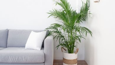 Photo of Caring for palm trees inside and outside the home