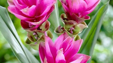 Photo of Caring for the Turmeric or Siamese Tulip plant