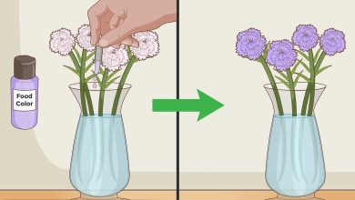 Photo of Carnation Cuttings in Water: [Concept, Period, Rooting and Planting]