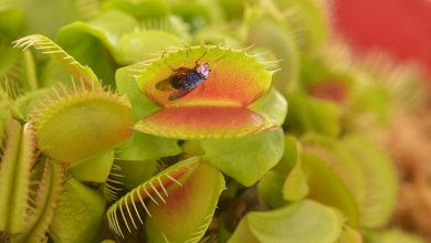 Photo of Carnivorous plants: 4 plants that help us control pests