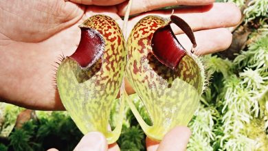Photo of Carnivorous Plants: [Complete Guide + How to Plant Them + Images]
