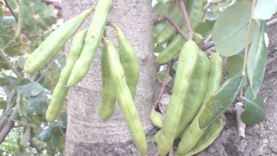 Photo of Carob tree: [Cultivation, Irrigation, Care, Pests and Diseases]