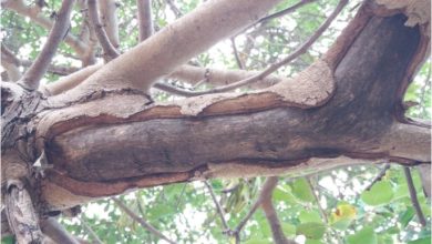 Photo of Carob Tree Pests and Diseases: How to Identify and Treat Them