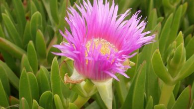 Photo of Carpobrotus: [Cultivation, Irrigation, Care, Pests and Diseases]