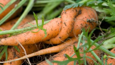 Photo of Carrot Diseases: Complete Guide with Pictures