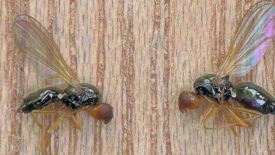 Photo of Carrot Fly (Psila rosae): [Characteristics, Detection, Effects and Treatment]