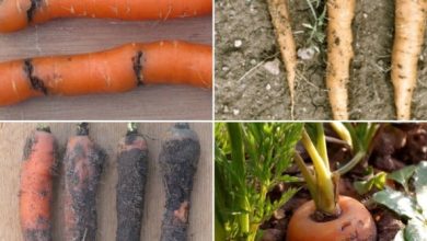 Photo of Carrot Pests and Diseases