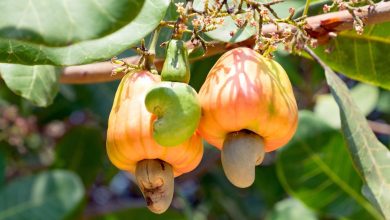 Photo of Cashew Nut Cultivation and Planting: How to Plant a Cashew Tree