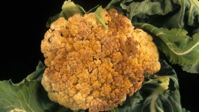 Photo of Cauliflower pests and diseases: The best remedies