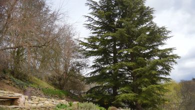 Photo of Cedar of Lebanon: [Cultivation, Care, Pests and Diseases]