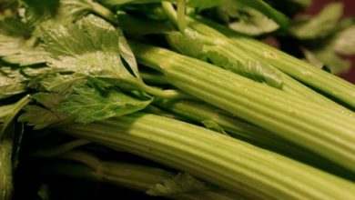 Photo of Celery: [Cultivation, Irrigation, Care, Pests and Diseases]