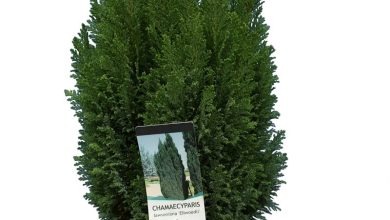 Photo of Chamaecyparis Lawsoniana: [Cultivation, Care, Pests and Diseases]