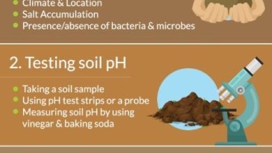 Photo of Change Soil pH: [Adjust, Change, Raise or Lower it]