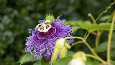 Photo of Characteristics and care of the passion flower or Passiflora