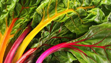 Photo of Chard of Colors: [Characteristics, Cultivation, Care and Disadvantages]