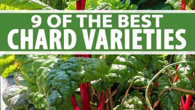 Photo of Chard Varieties: Which one should I grow in my Garden?