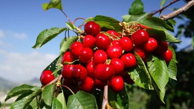 Photo of Cherries from the Mountain of Alicante