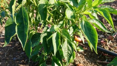 Photo of Chili Peppers in the Garden: [Cultivation, Care, Substrate, Irrigation]