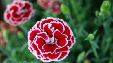 Photo of Chinese Carnation: [Cultivation, Care, Pests and Diseases]