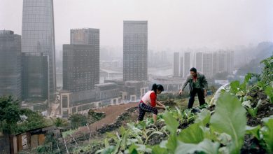 Photo of Chinese Urban Agriculture. walking down the street