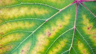 Photo of Chlorosis in Plants: [How to Detect, Fight and Control It]