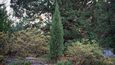 Photo of Choose shrubs and conifers in the fall