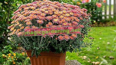 Photo of Chrysanthemums in your Garden: [Planting, Care, Irrigation, Substrate]