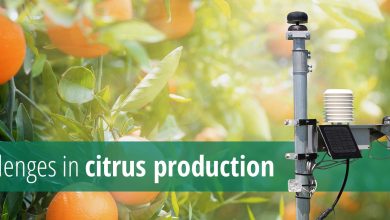 Photo of Citrus: [Cultivation, Fertilizer, Care, Irrigation, Pests and Diseases]