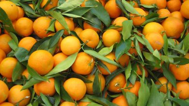 Photo of Citrus Cultivation in Organic Agriculture