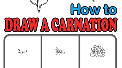 Photo of Complete Guide on How to Plant Carnations [Step by Step + Images]