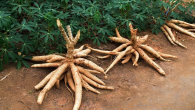 Photo of Complete Guide on How to Plant Cassava: [Where, When and How]