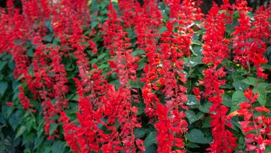 Photo of Complete Guide on How to Plant Red Salvia: [Images + Step by Step]