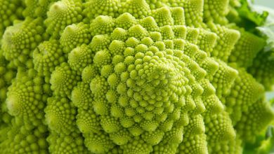 Photo of Complete Guide to Grow Romanescu: a magical crop?