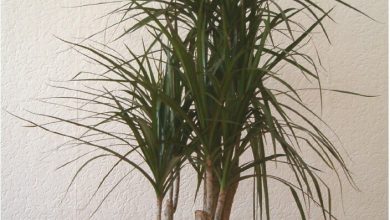 Photo of Complete Guide to Plant Dracaena Marginata: How, When and Where to do it?