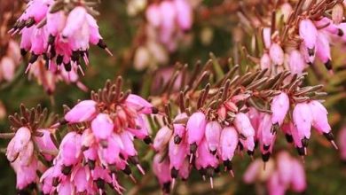Photo of Complete Guide to Plant Heather: How, When and Where to Do It?