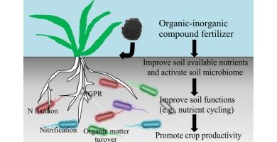 Photo of Complex Fertilizers: [Characteristics, Effect, Obtaining and Application]