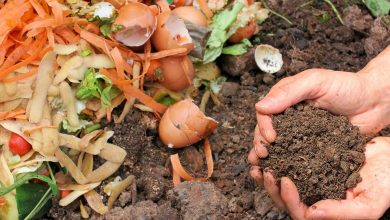 Photo of Compost Bocashi to fertilize the garden: Complete guide