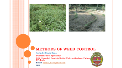Photo of Control weeds in the garden. Prevention is better than cure