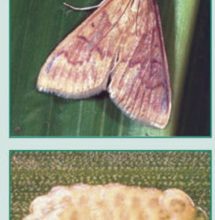Photo of Corn Pyral (Ostrinia nubilalis): [Characteristics, Detection, Effects and Treatment]
