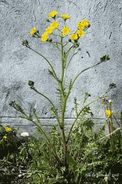 Photo of Crepis Vesicaria: [Characteristics, Cultivation, Care and Disadvantages]