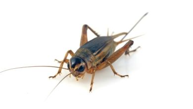 Photo of Crickets in the Garden: [Characteristics, Detection, Effects and Treatment]