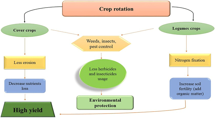 Photo of Crop Rotation: [Concept, Examples, Advantages and History]