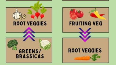 Photo of Crop Rotation in the garden: What is it and what benefits does it have?
