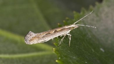 Photo of Cruciferous Moths (Plutella xylostella): [Characteristics, Detection, Effects and Treatment]