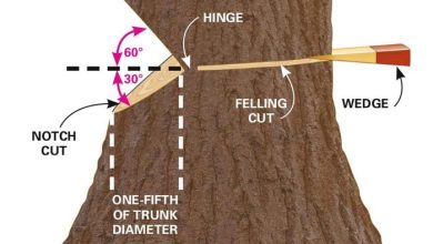 Photo of Cut Trees: [Methods and Guide to Cut Down a Tree]