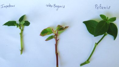 Photo of Cuttings of Begonia Semperflorens: [Concept, Period, Rooting and Planting]