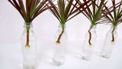 Photo of Cuttings of Drácena Marginata in Water: [Concept, Time, Rooting and Planting]