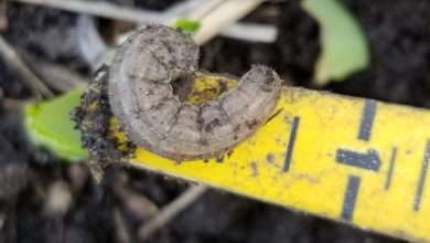 Photo of Cutworm: [Characteristics, Detection, Effects and Treatment]